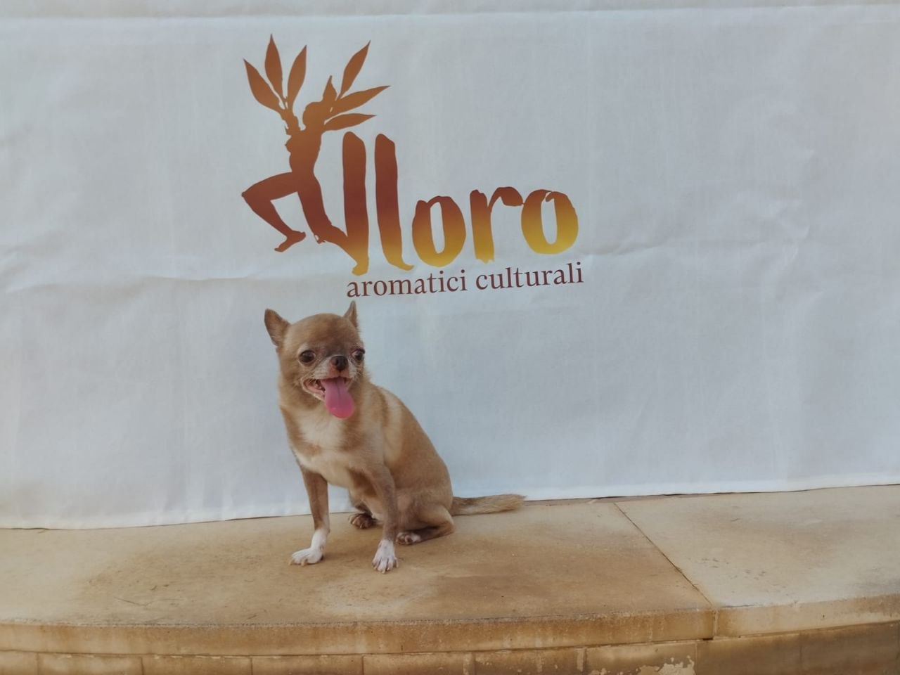 Un cagnolino tra il pubblico con l'alloro sullo sfondo